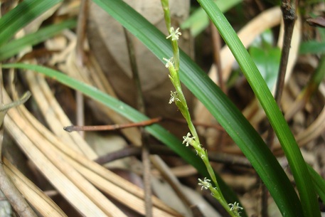 Carex cryptostachys